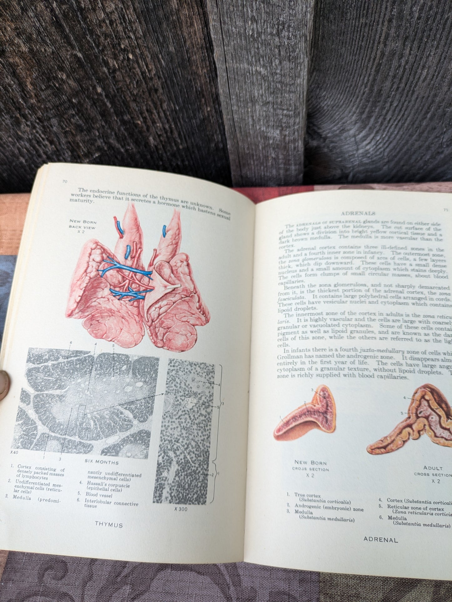 Vintage 1942 Atlas of Human Anatomy with Explanatory Text, New Edition by Williams et al