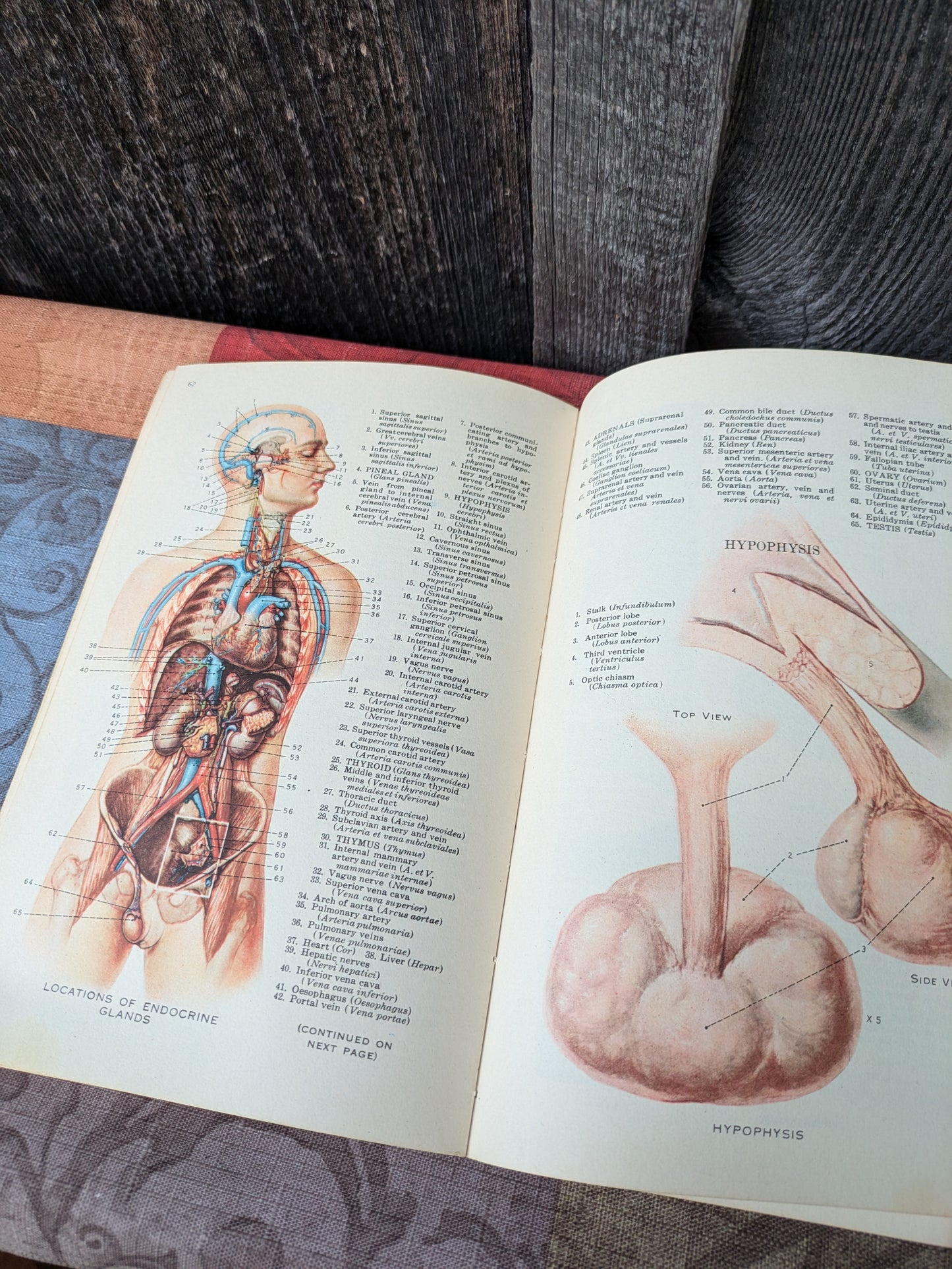 Vintage 1942 Atlas of Human Anatomy with Explanatory Text, New Edition by Williams et al