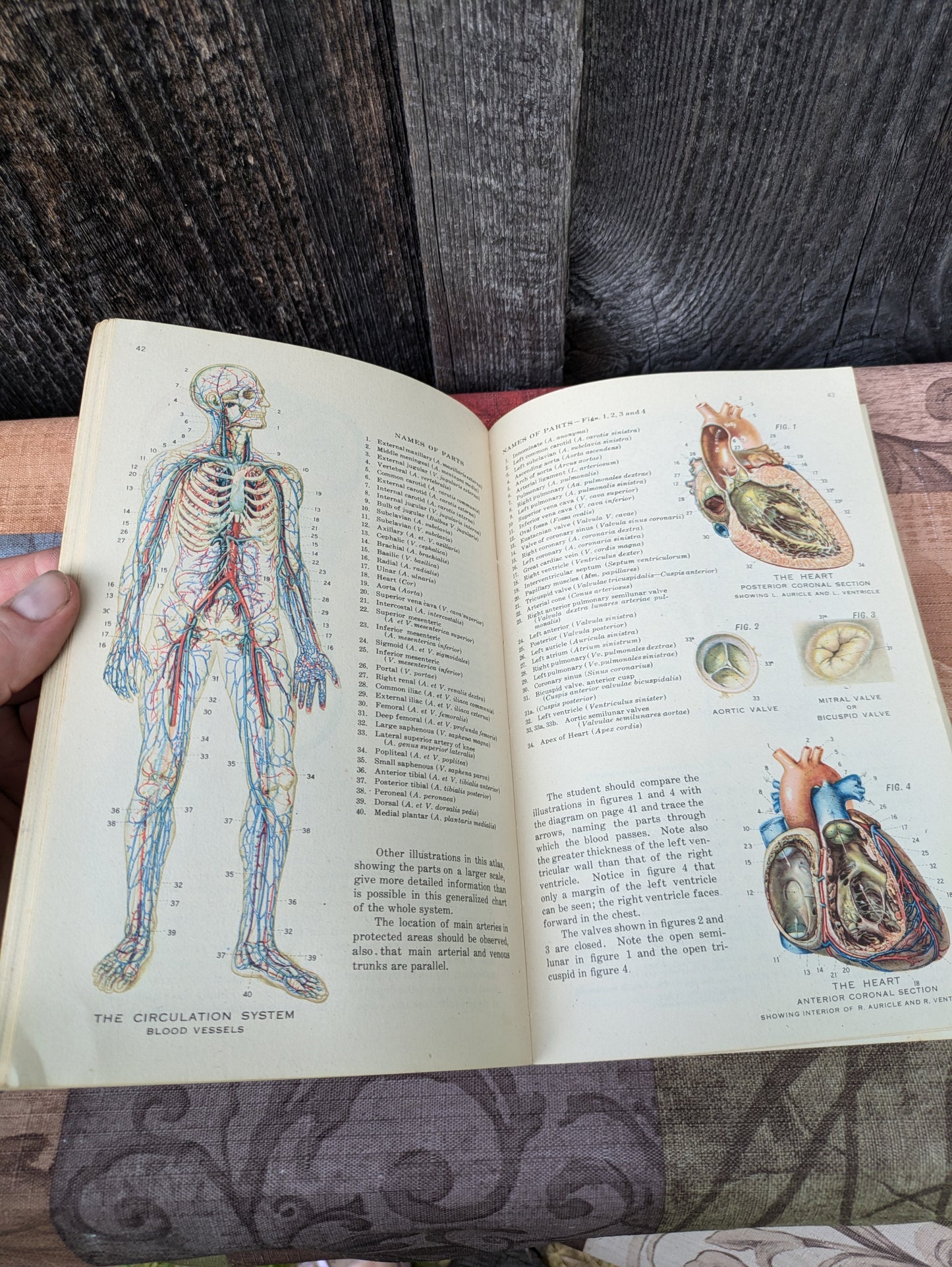 Vintage 1942 Atlas of Human Anatomy with Explanatory Text, New Edition by Williams et al