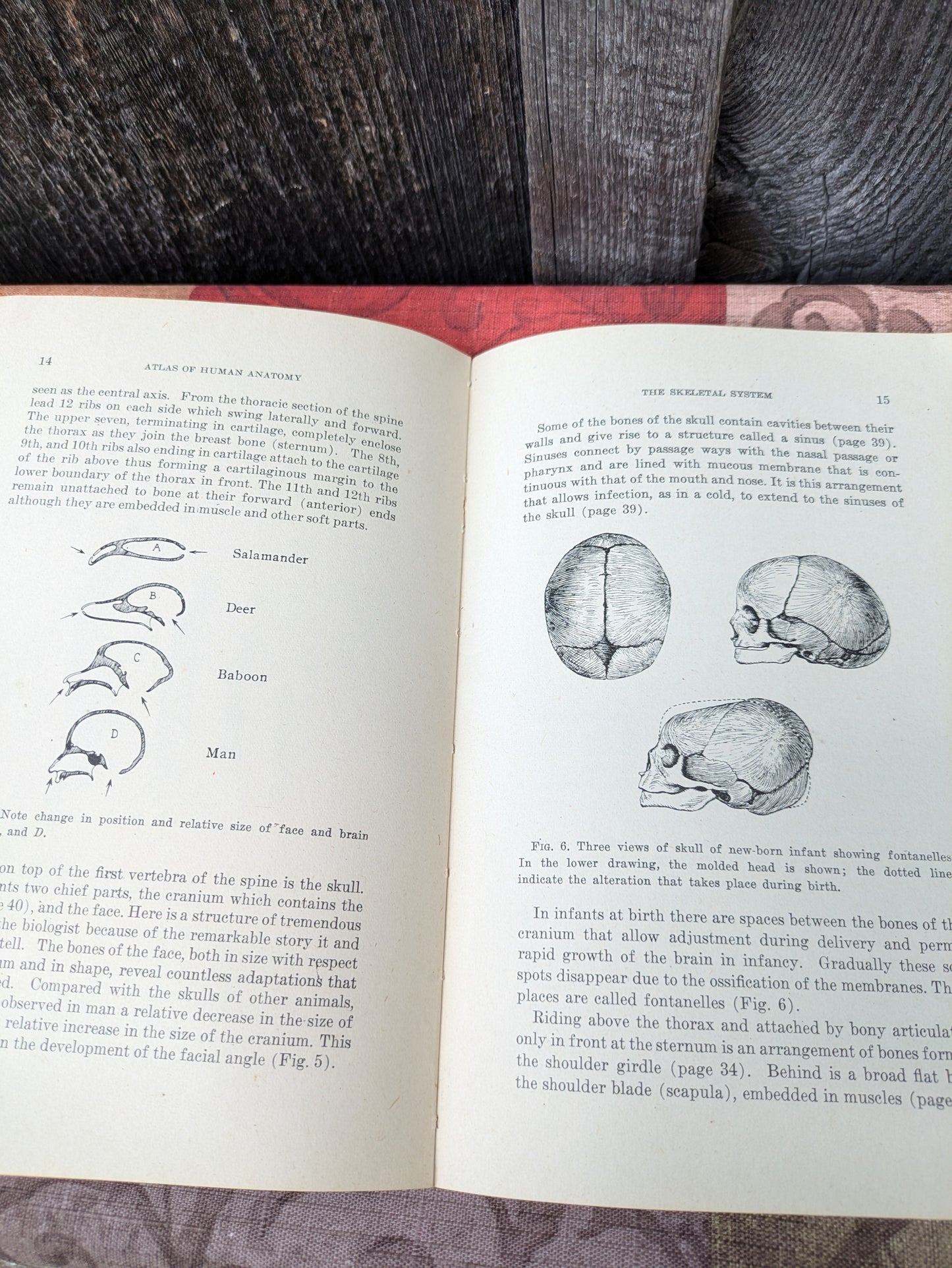 Vintage 1942 Atlas of Human Anatomy with Explanatory Text, New Edition by Williams et al