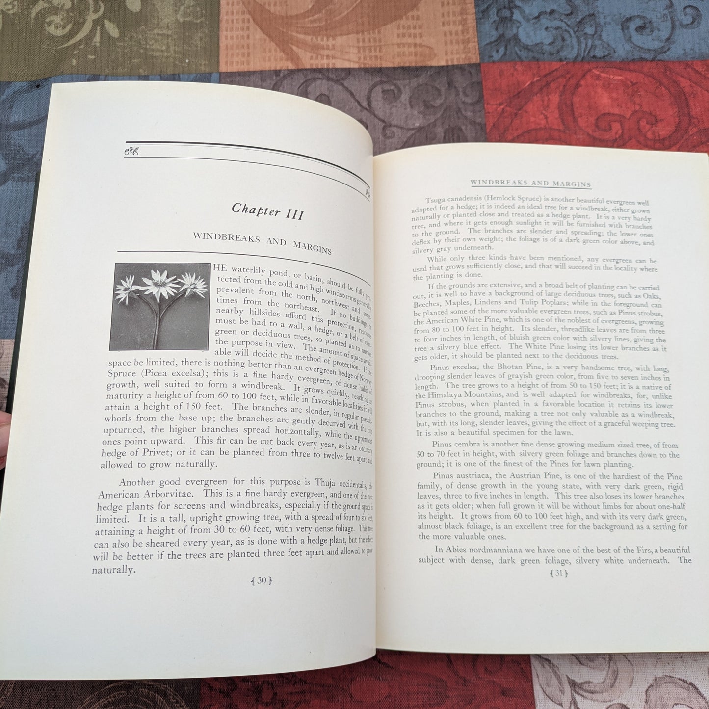 The Book of Water Gardening, Antique 1924 edition by Peter Bisset