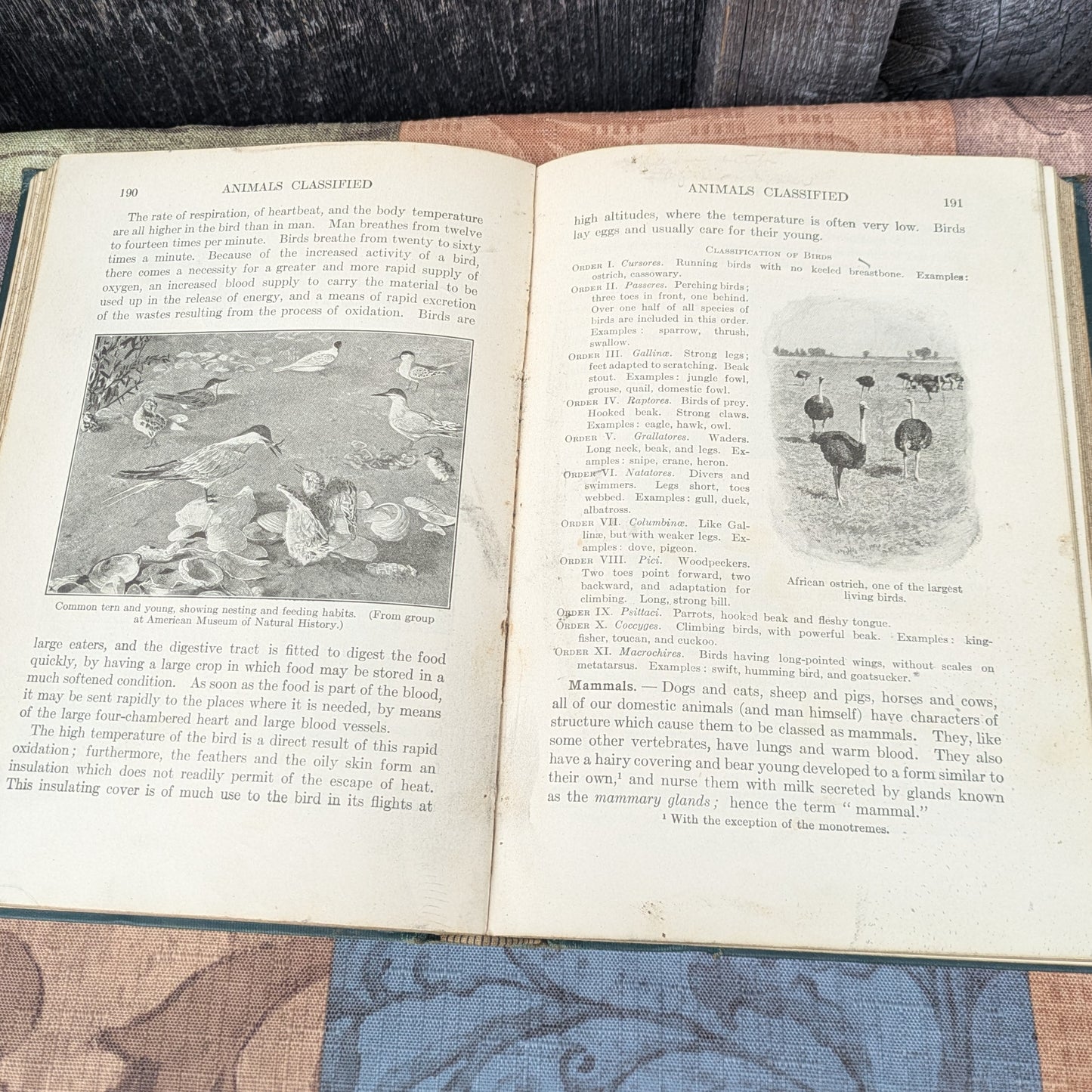 Set of 3 Antique Biology and Physiology Textbooks