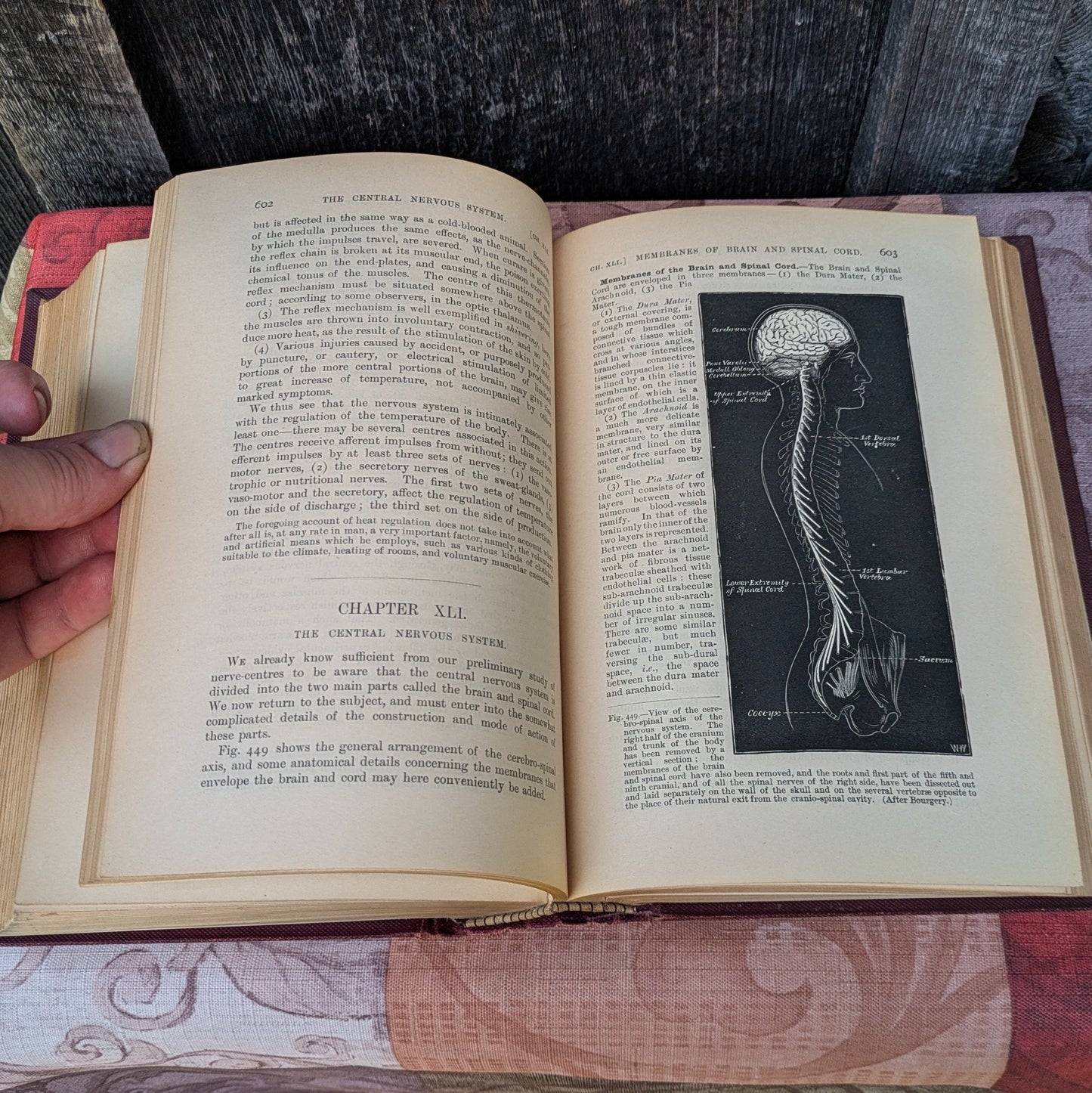 Kirkes' Handbook of Physiology by W. D. Halluburton, 1902 edition