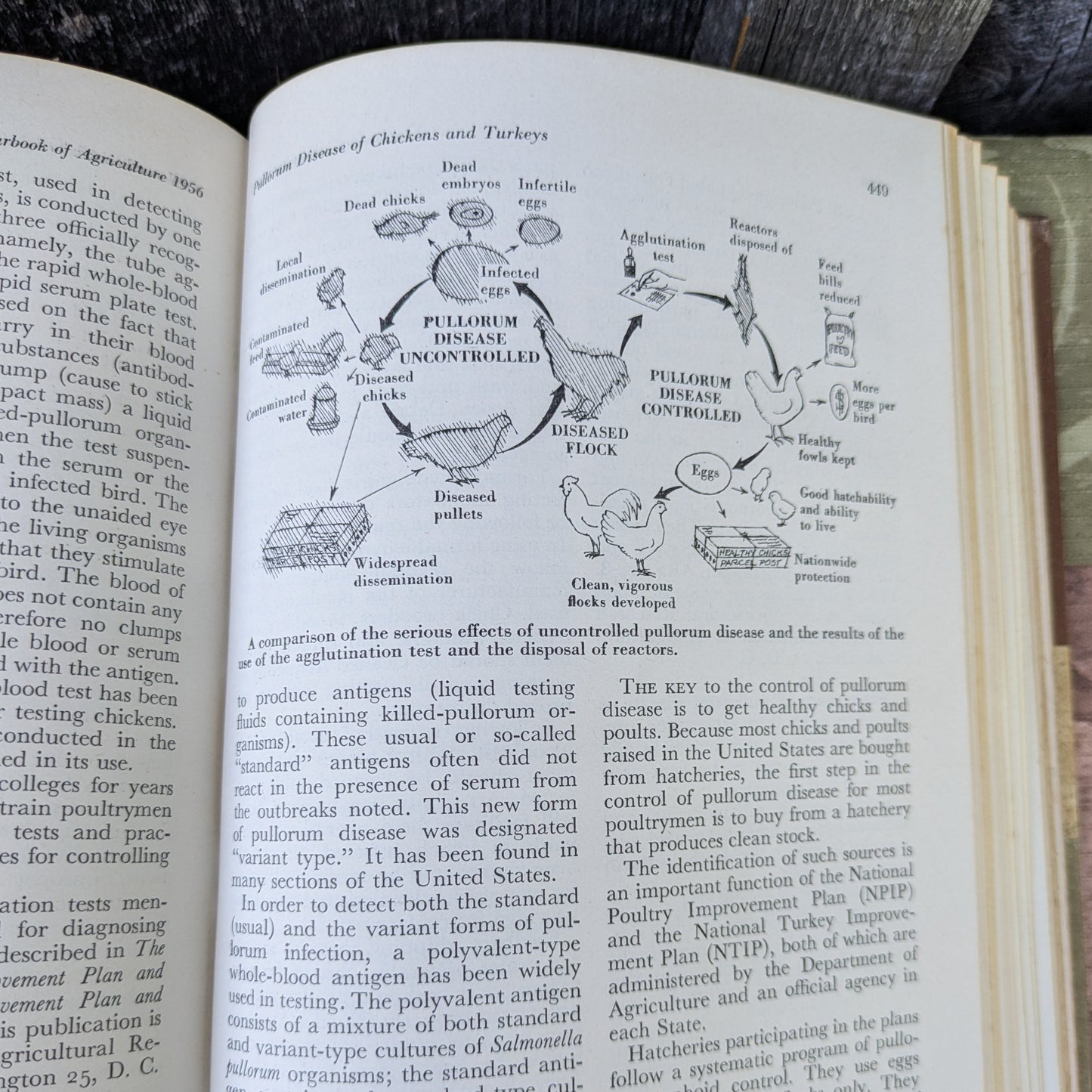 Vintage USDA Yearbook of Agriculture 1956 Animal Diseases