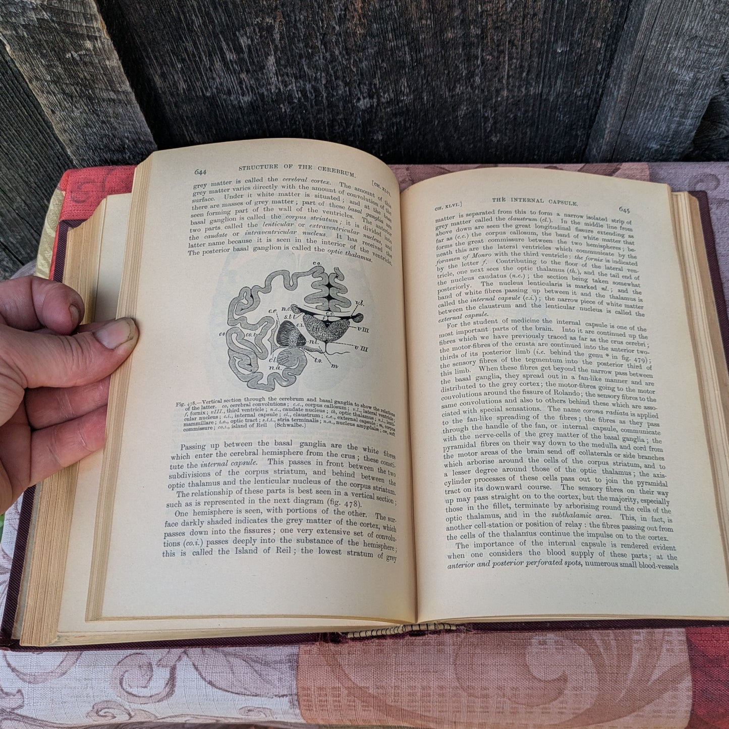 Kirkes' Handbook of Physiology by W. D. Halluburton, 1902 edition