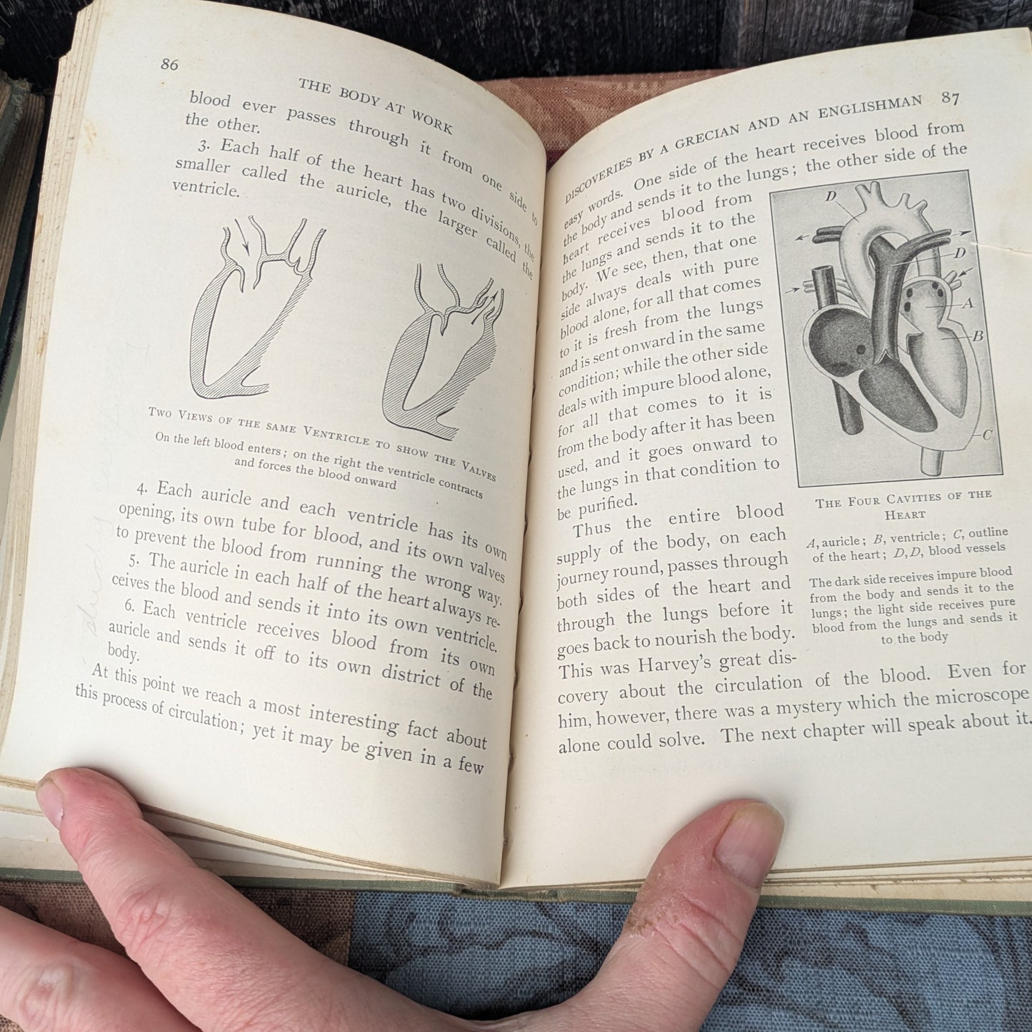 Set of 3 Antique Biology and Physiology Textbooks