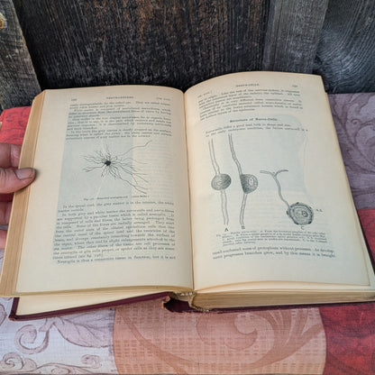 Kirkes' Handbook of Physiology by W. D. Halluburton, 1902 edition