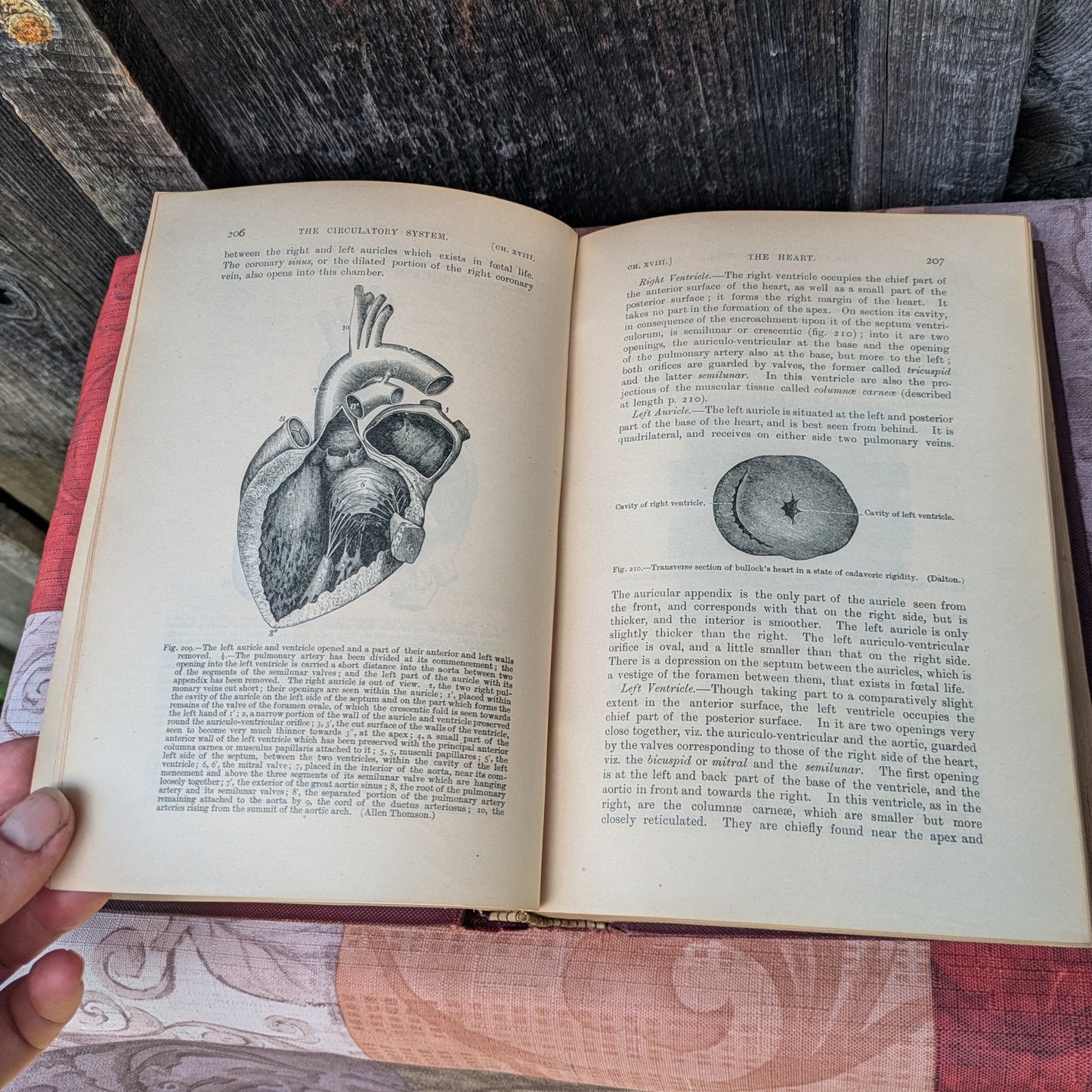 Kirkes' Handbook of Physiology by W. D. Halluburton, 1902 edition