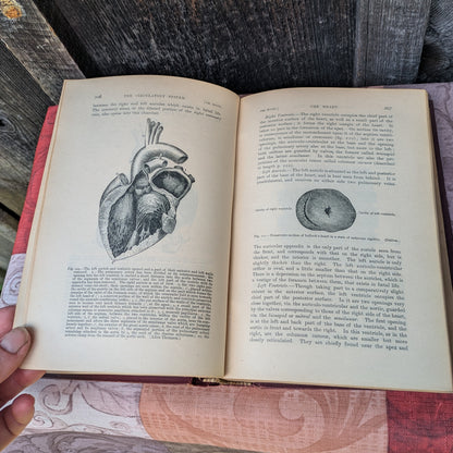 Kirkes' Handbook of Physiology by W. D. Halluburton, 1902 edition