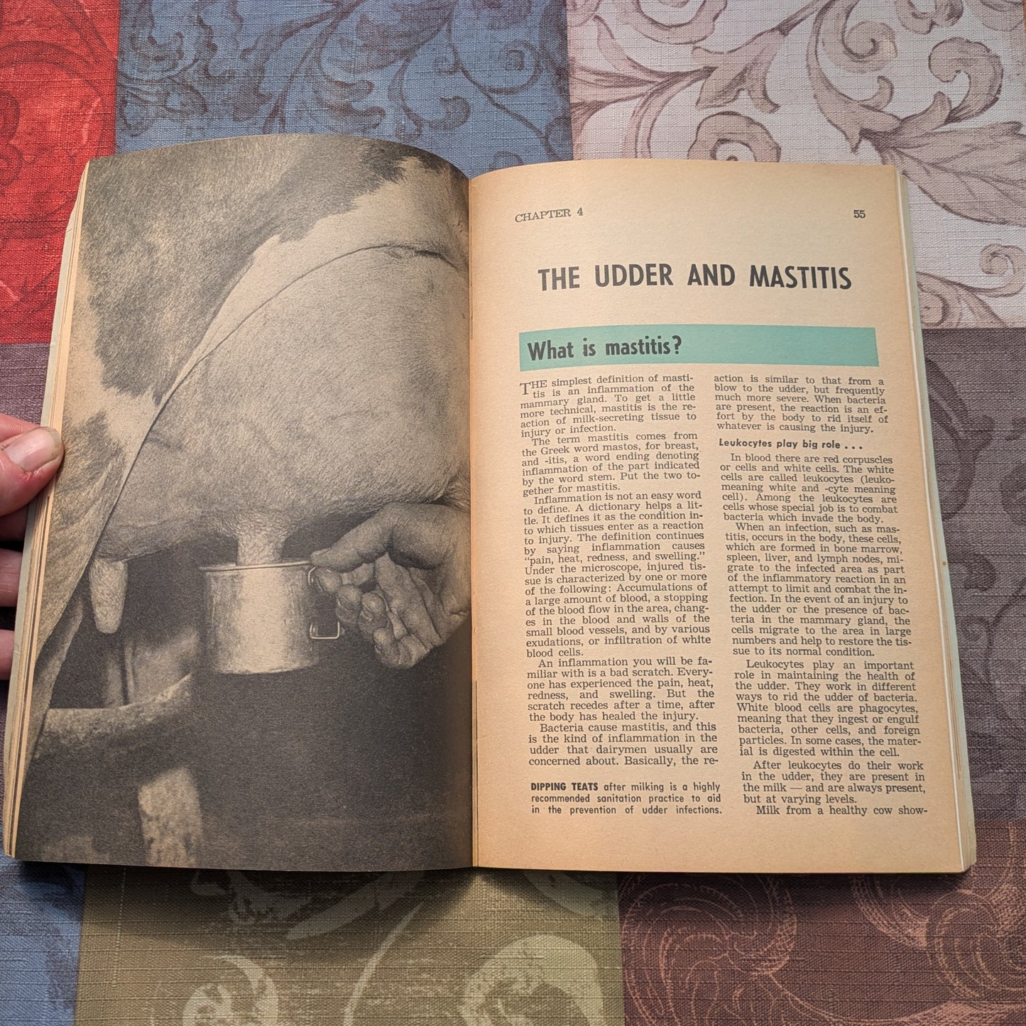 Vintage Hoard's Dairyman Herd Health Guides