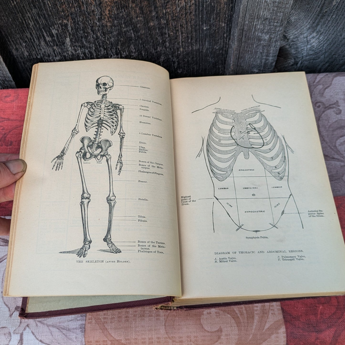 Kirkes' Handbook of Physiology by W. D. Halluburton, 1902 edition