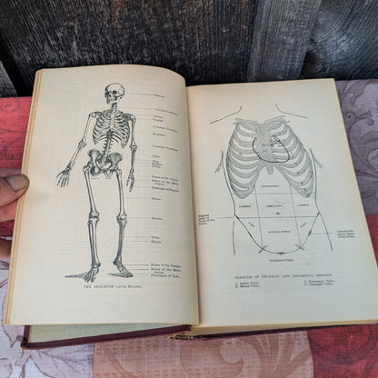 Kirkes' Handbook of Physiology by W. D. Halluburton, 1902 edition