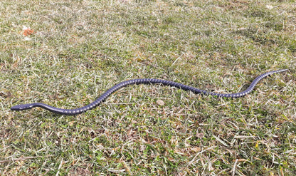 Sneaky Snake Hand Forged Garden Ornament-great for scaring birds away from your garden!